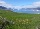 Eine grn blhende Wiese vor den Meer welches mit Eisbergen bestckt ist
